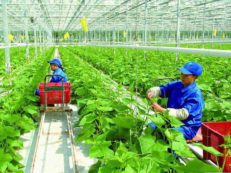 常見(jiàn)微肥施用技巧